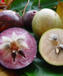 Sầu Riêng Monthong Thái (sao Chép) (sao Chép)