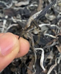 Alternative view of Bạch trà mẫu đơn hộp vuông đỏ