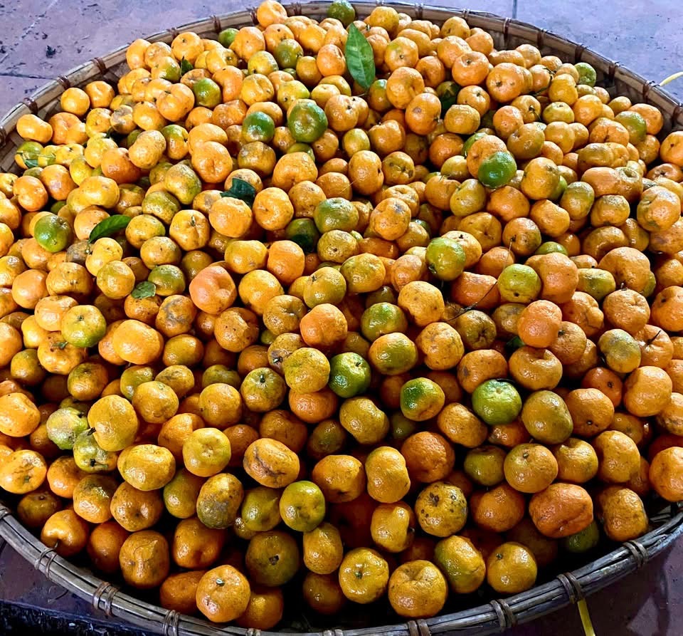 Phổ nhĩ quýt - Ảnh 4