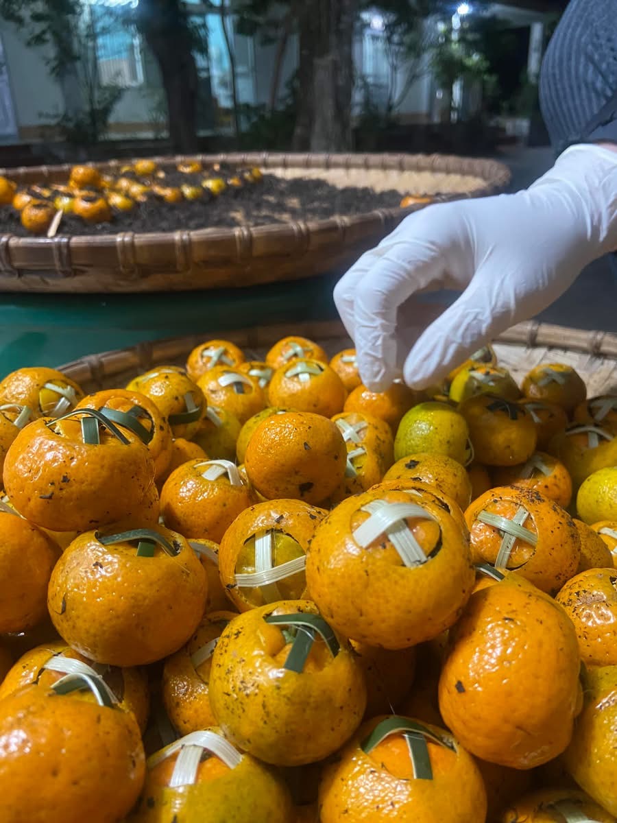 Phổ nhĩ quýt - Ảnh 9